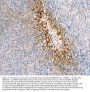 Anti-SLC2A1 Antibody Picoband® (monoclonal, 10C10)