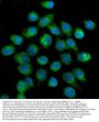 Anti-SLC2A1 Antibody Picoband® (monoclonal, 10C10)