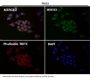 Anti-GLUT1 SLC2A1 Rabbit Monoclonal Antibody