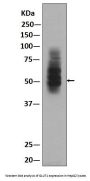 Anti-GLUT1 SLC2A1 Rabbit Monoclonal Antibody