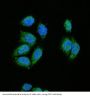 Anti-CDK2 Rabbit Monoclonal Antibody