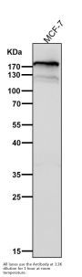 Anti-Complement C3 Monoclonal Antibody
