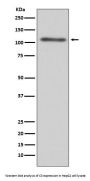 Anti-C3/Complement C3 Rabbit Monoclonal Antibody