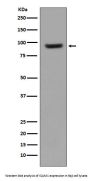 Anti-ICAM1/Cd54 Rabbit Monoclonal Antibody