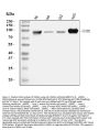Anti-ICAM1 Antibody Picoband® (monoclonal, 6F2C3)