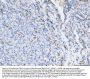 Anti-ICAM1 Antibody Picoband® (monoclonal, 6F2C3)