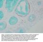 Anti-DNMT1 Monoclonal Antibody