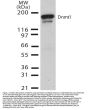Anti-DNMT1 Monoclonal Antibody