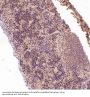 Anti-Dnmt1 Rabbit Monoclonal Antibody