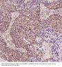 Anti-Dnmt1 Rabbit Monoclonal Antibody