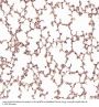 Anti-Dnmt1 Rabbit Monoclonal Antibody