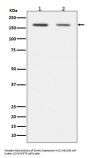 Anti-Dnmt1 Rabbit Monoclonal Antibody
