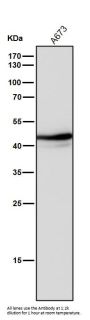 Anti-Oct4 POU5F1 Rabbit Monoclonal Antibody
