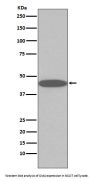 Anti-Oct4 POU5F1 Rabbit Monoclonal Antibody