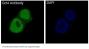 Anti-Oct4 POU5F1 Rabbit Monoclonal Antibody