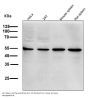 Anti-p38 MAPK14 Rabbit Monoclonal Antibody