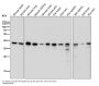 Anti-p38 MAPK14 Rabbit Monoclonal Antibody