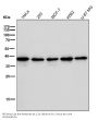 Anti-p38 MAPK14 Rabbit Monoclonal Antibody