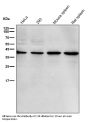 Anti-p38 MAPK14 Rabbit Monoclonal Antibody