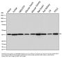 Anti-p38 MAPK14 Rabbit Monoclonal Antibody