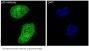 Anti-p38 MAPK14 Rabbit Monoclonal Antibody