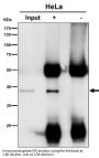 Anti-p38 MAPK14 Rabbit Monoclonal Antibody