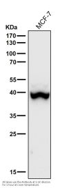 Anti-Phospho-p38 (T180) Rabbit Monoclonal Antibody
