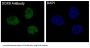 Anti-SOX9 Rabbit Monoclonal Antibody