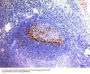 Anti-PDCD1 / PD1 / CD279 (Programmed Cell Death 1) Monoclonal Antibody