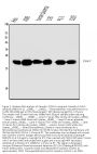 Anti-Caveolin-1/CAV1 Antibody Picoband® (monoclonal, 12C7)