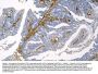Anti-Caveolin-1/CAV1 Antibody Picoband® (monoclonal, 12C7)