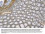 Anti-Caveolin-1/CAV1 Antibody Picoband® (monoclonal, 12C7)