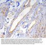 Anti-Caveolin-1/CAV1 Antibody Picoband® (monoclonal, 12C7)