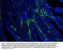 Anti-Caveolin-1/CAV1 Antibody Picoband® (monoclonal, 12C7)