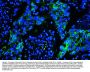 Anti-Caveolin-1/CAV1 Antibody Picoband® (monoclonal, 12C7)