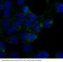 Anti-Caveolin-1 CAV1 Rabbit Monoclonal Antibody