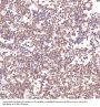 Anti-Bcl-XL BCL2L1 Rabbit Monoclonal Antibody