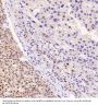 Anti-Bcl-XL BCL2L1 Rabbit Monoclonal Antibody