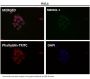 Anti-Bcl-XL BCL2L1 Rabbit Monoclonal Antibody