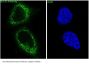 Anti-Bcl-XL BCL2L1 Rabbit Monoclonal Antibody