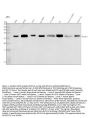 Anti-Bcl-XL BCL2L1 Rabbit Monoclonal Antibody