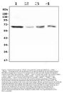 Anti-PLK1 Antibody Picoband® (monoclonal, 6D11)