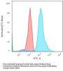 Anti-Bax (Apoptosis Marker) Monoclonal Antibody