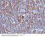Anti-Bax (Apoptosis Marker) Monoclonal Antibody