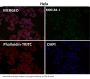 Anti-NCAM NCAM1 Rabbit Monoclonal Antibody