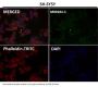 Anti-NCAM NCAM1 Rabbit Monoclonal Antibody