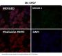 Anti-NCAM NCAM1 Rabbit Monoclonal Antibody
