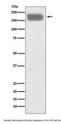 Anti-NCAM NCAM1 Rabbit Monoclonal Antibody