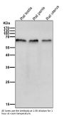 Anti-TRAF6 Rabbit Monoclonal Antibody