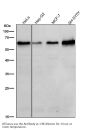 Anti-TRAF6 Rabbit Monoclonal Antibody